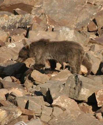 خرس قهوه‌ ای، البرز مرکزی