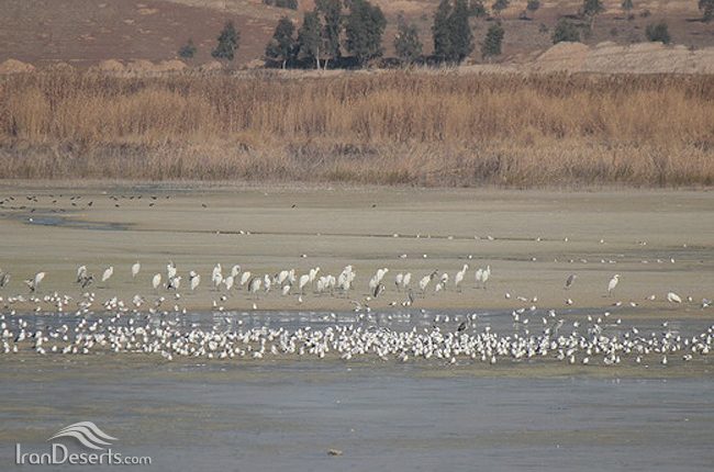 تالاب عشق‌ آباد، شهر ری