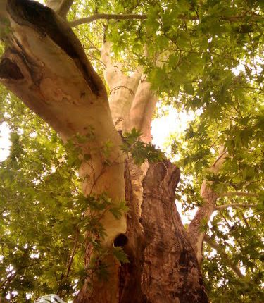 درخت رحمت، کرمانشاه