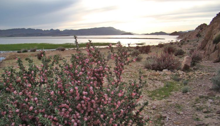 دریاچه گل شهر پیر