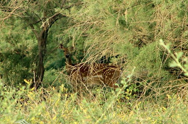 پارک ملی کرخه