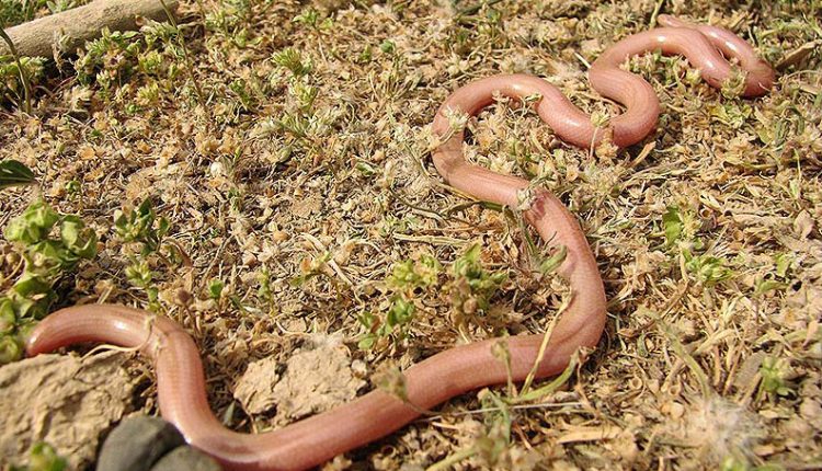 پارک ملی دز