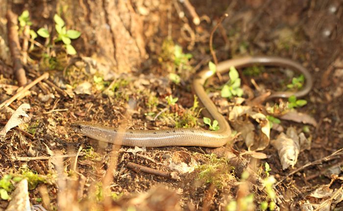 کرم تنبل کلوچیک، تصاویر از باربد صفایی