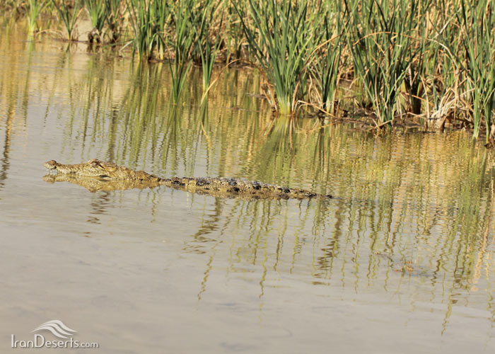 تمساح پوزه کوتاه ایرانی (گاندو)