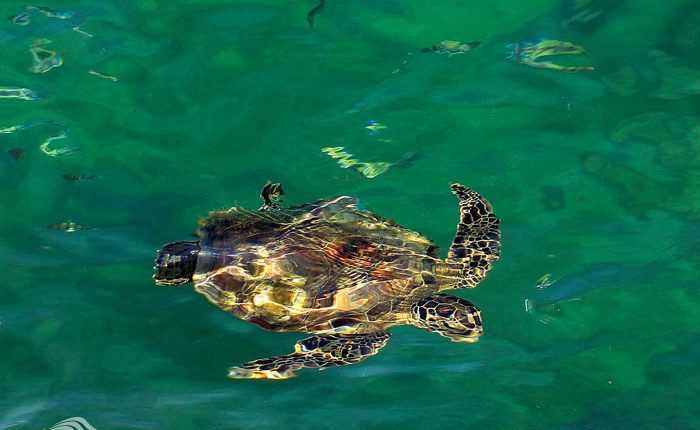 لاکپشت سبز، تصاویر از باربد صفایی