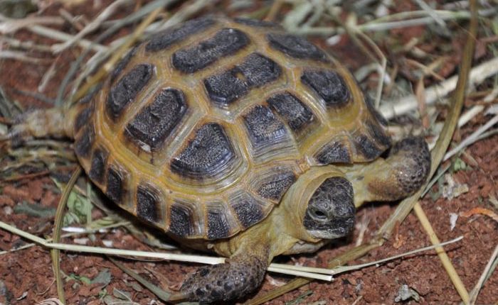 لاک پشت روسی