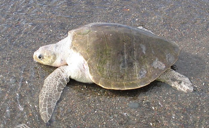 لاک پشت زیتونی ریدلی