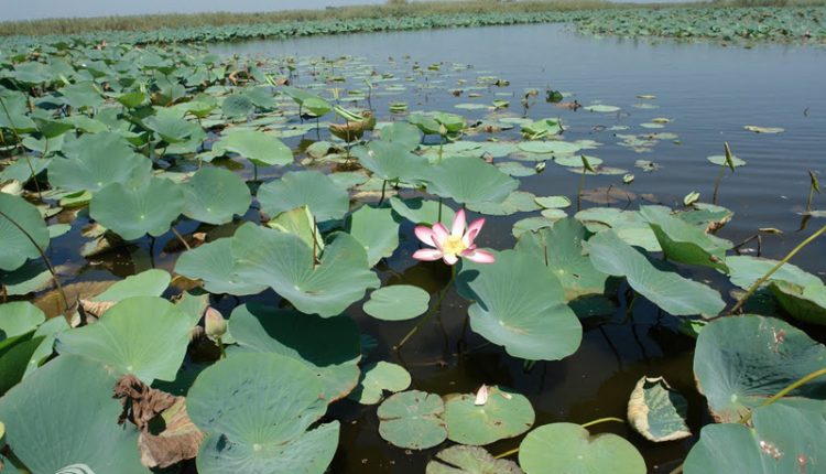 تالاب انزلی