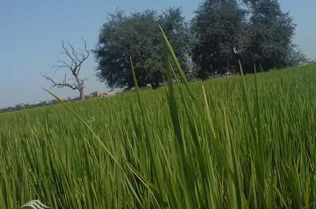 تالاب رمنت، بابل