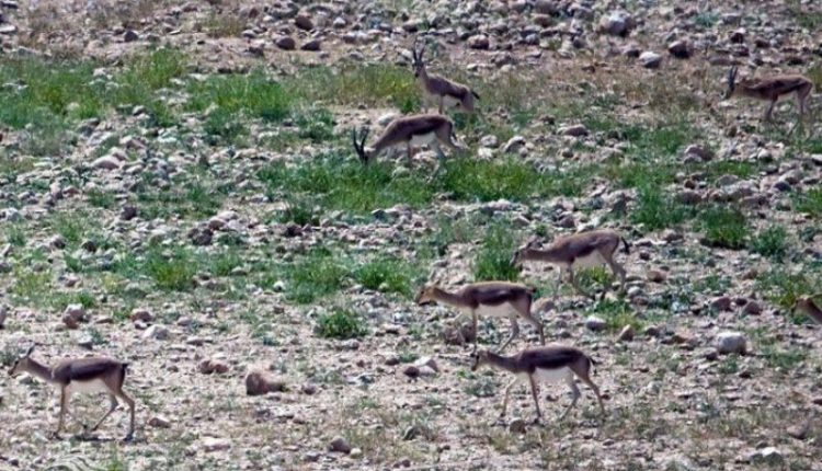 منطقه شکار ممنوع قراویز، قصرشیرین