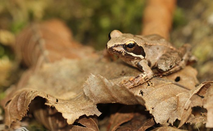 قورباغه جنگلی، عکس از هانیه غفاری