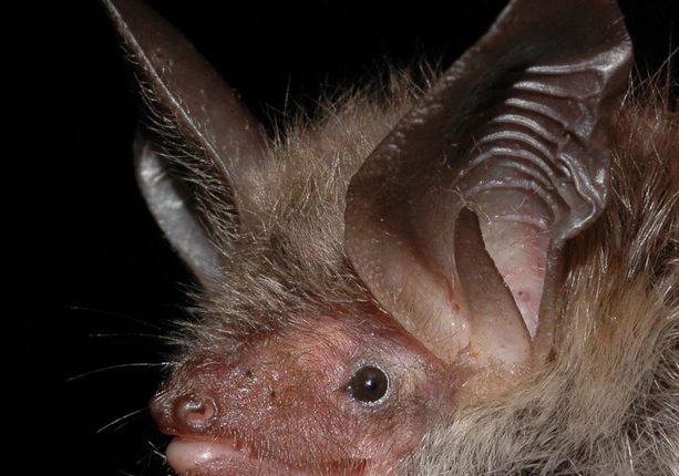 خفاش بکشتاین