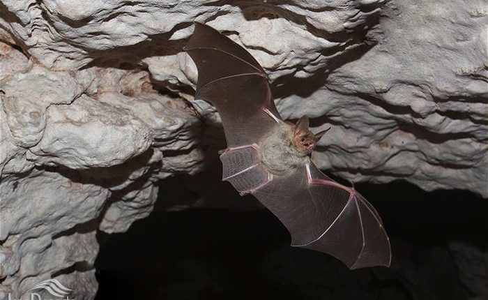 خفاش گوش موشی کوچک