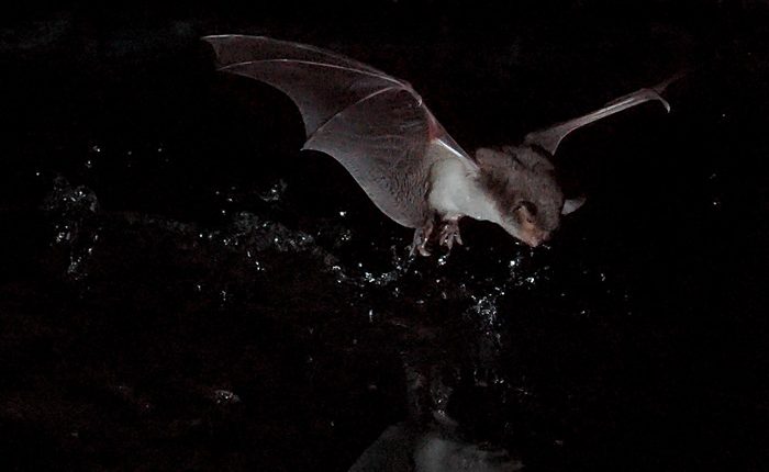 خفاش انگشت دراز