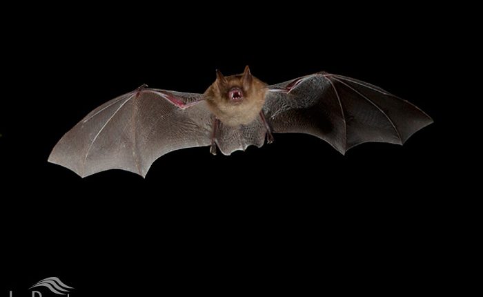 خفاش حنائی (خفاش ژفروا)