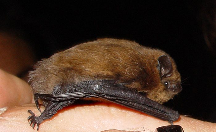 خفاش لب‌کوتاه (خفاش پی‌پیس‌ترل)