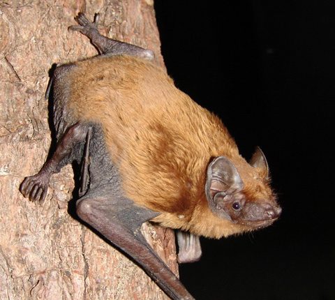 خفاش جنگلی معمولی (خفاش نکتیول)
