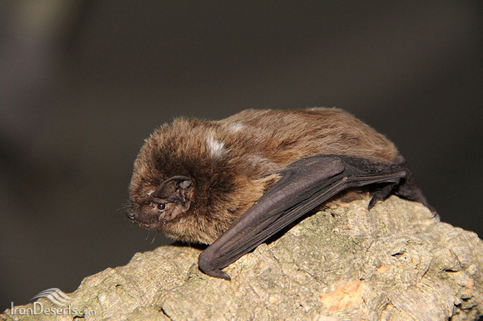 خفاش جنگلی کوچک