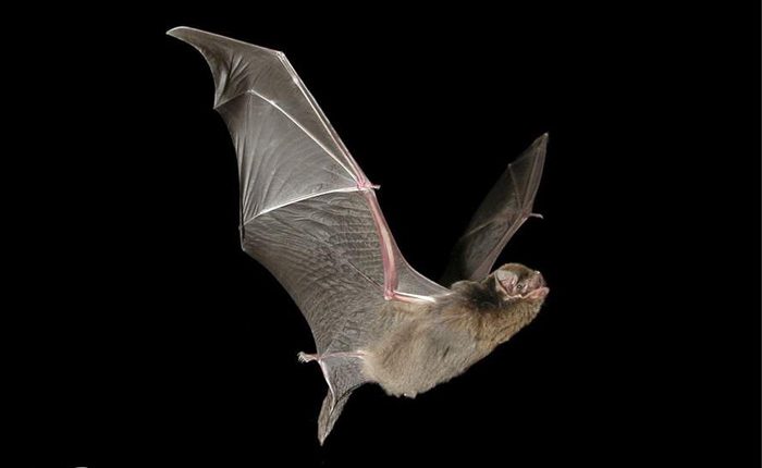 خفاش بال بلند