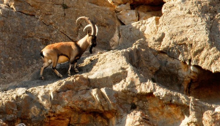 منطقه حفاظت شده قیصری