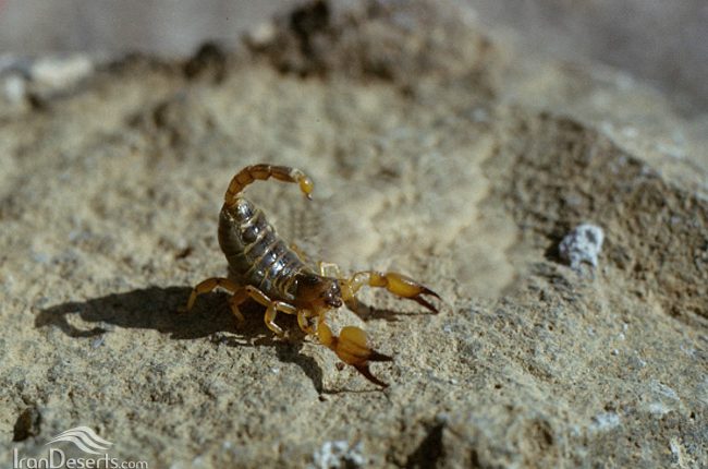 عقرب چنگال پهن کروگلوی