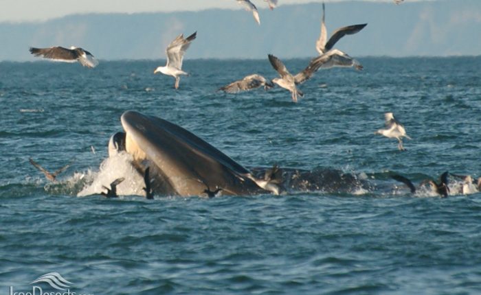 نهنگ باله پشتی