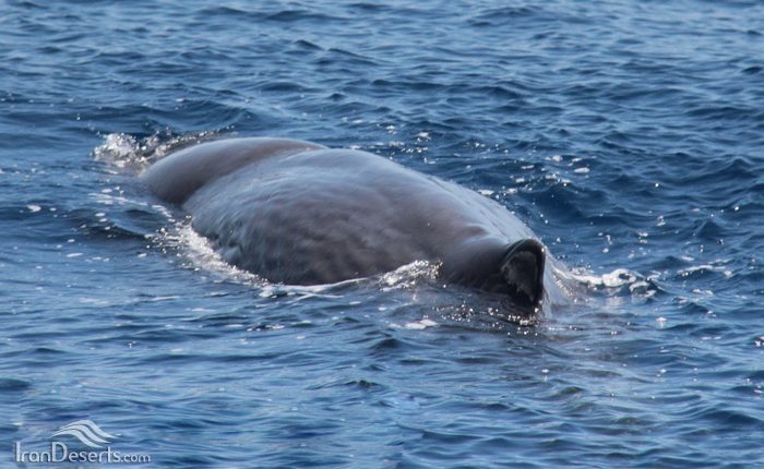 نهنگ اسپرم