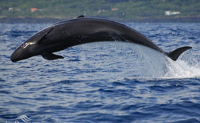 دلفین سیاه