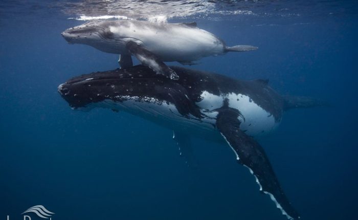 نهنگ گوژپشت