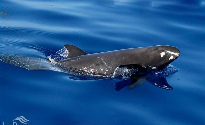 نهنگ قاتل کوتوله