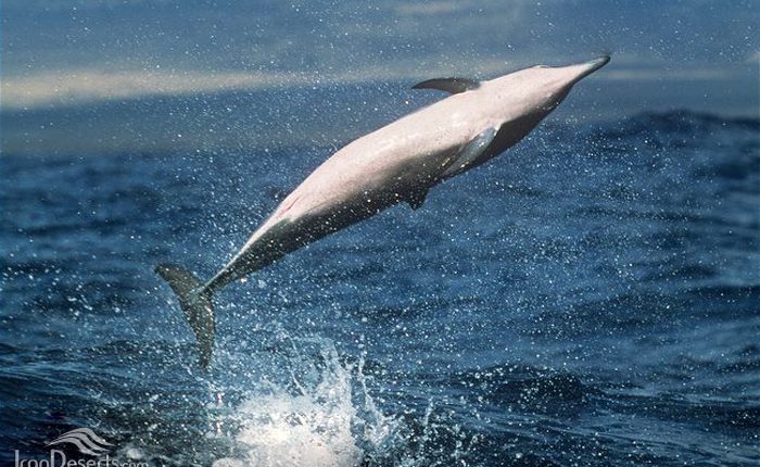 دلفین فرفره