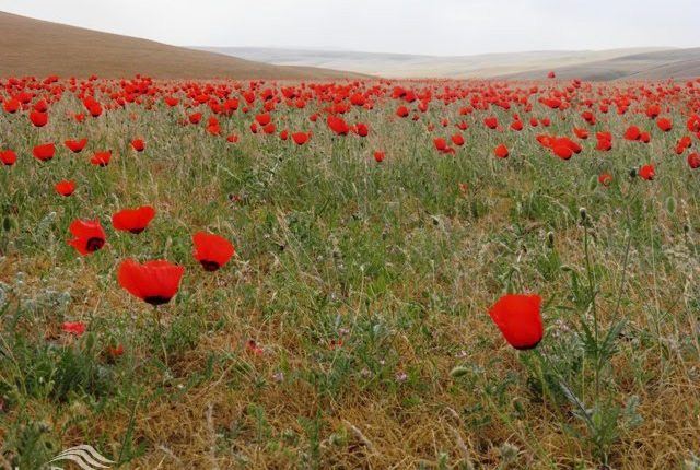 منطقه حفاظت شده جنگل خواجه