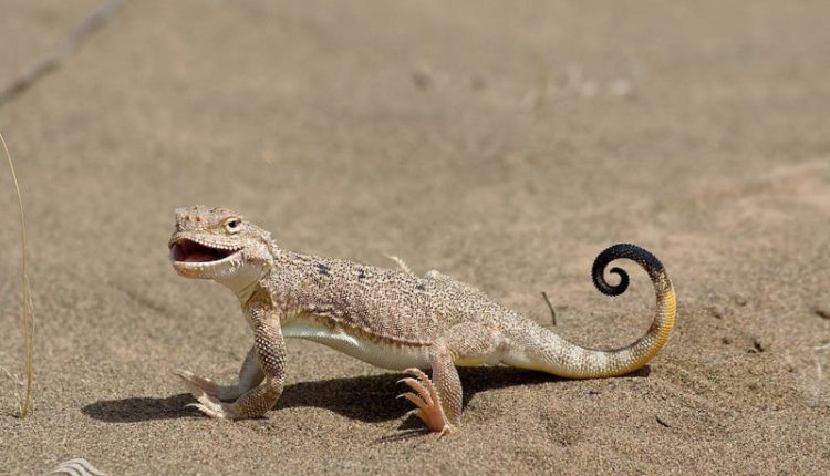 منطقه حفاظت شده پروند