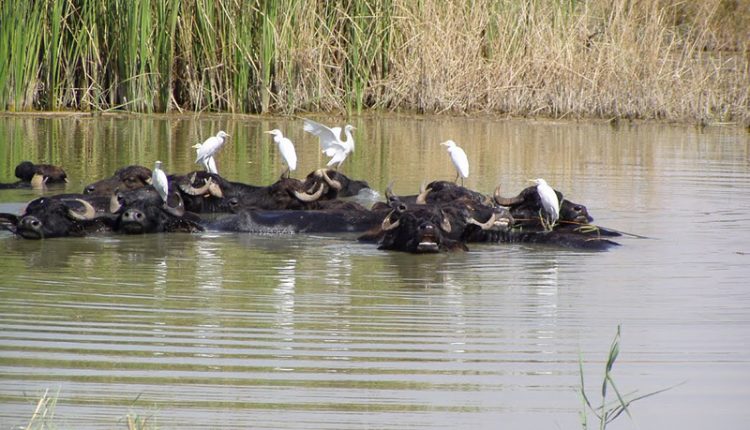 منطقه حفاظت شده هورالعظیم