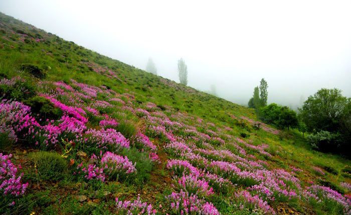 منطقه شکار ممنوع رودبار الموت