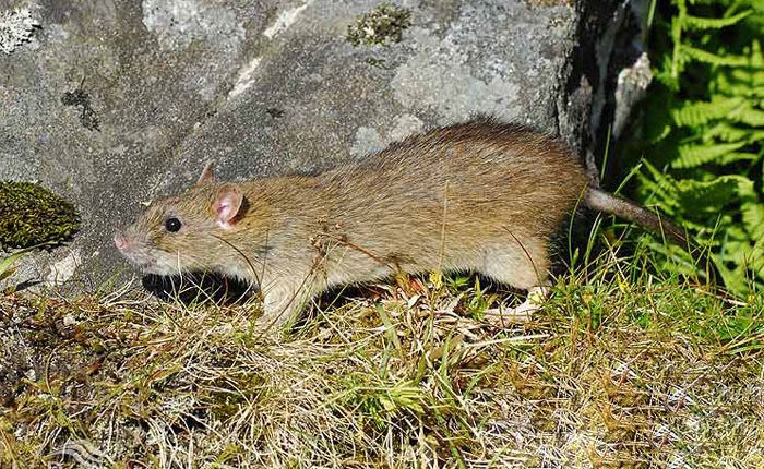 موش قهوه‌ ای