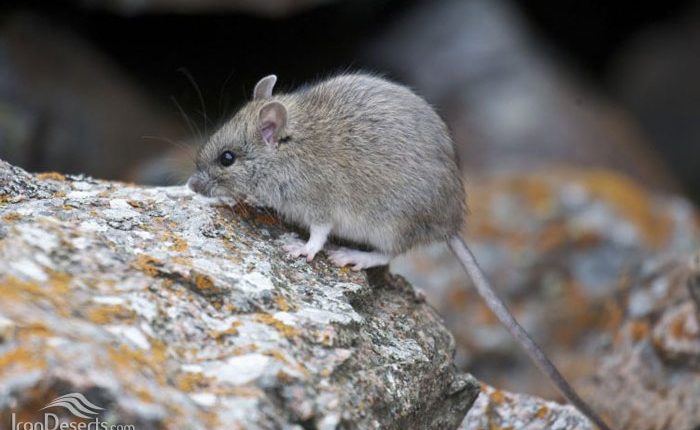 موش هیمالیایی