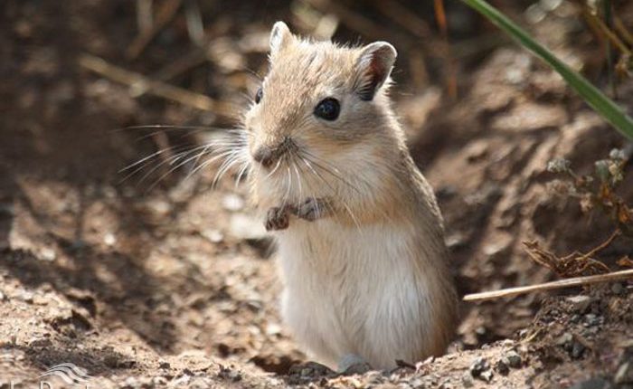 جرد نیم‌ روز