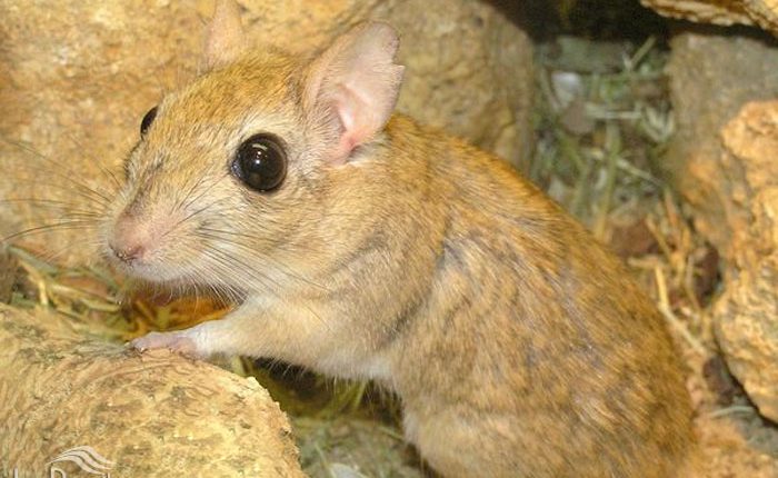 جرد تریست رام