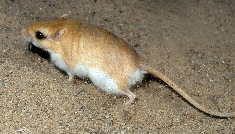 جربیل کرمانی