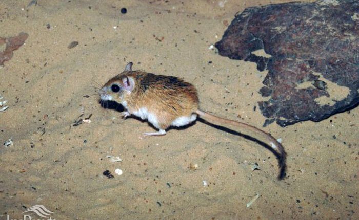 جربیل بلوچی