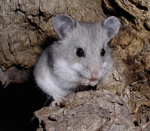 هامستر خاکستری