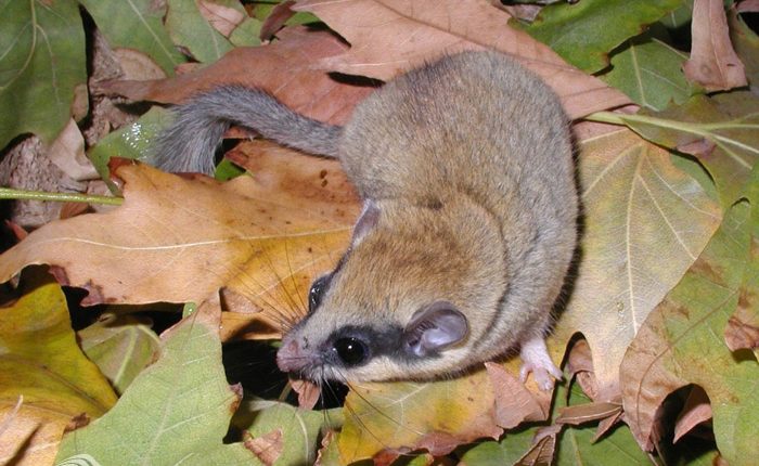 سنجابک درختی