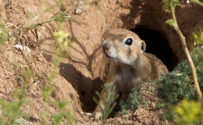 سنجاب زمینی پیر احمد