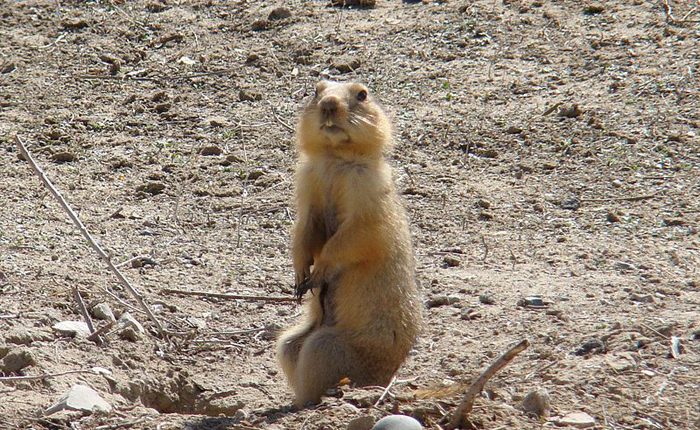 سنجاب زمینی