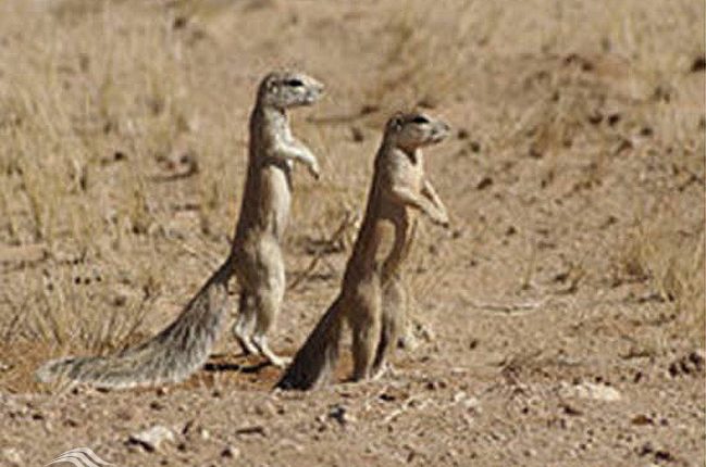 سنجاب ناخن‌ دراز