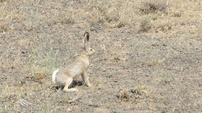 خرگوش غربی، عکس از بهنام قربانی