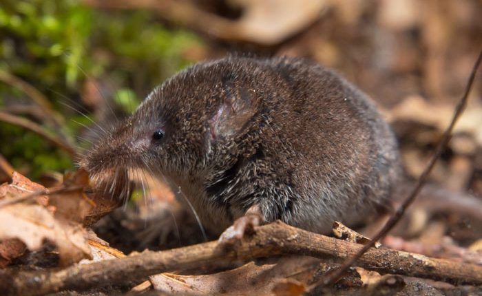 حشره‌ خور کوچک