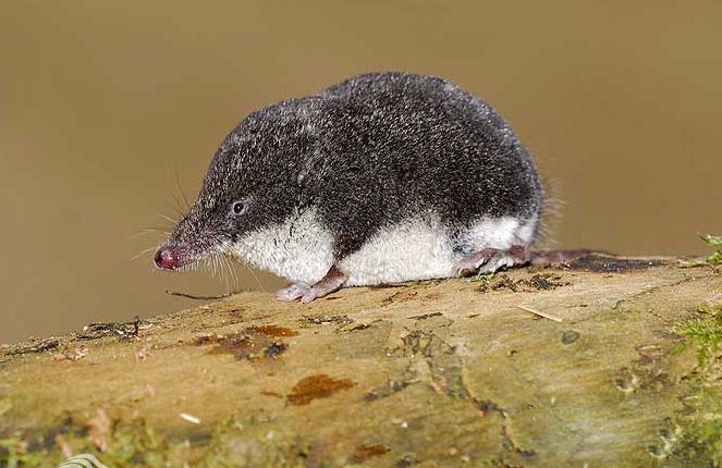 حشره‌ خور آبزی مدیترانه‌ای