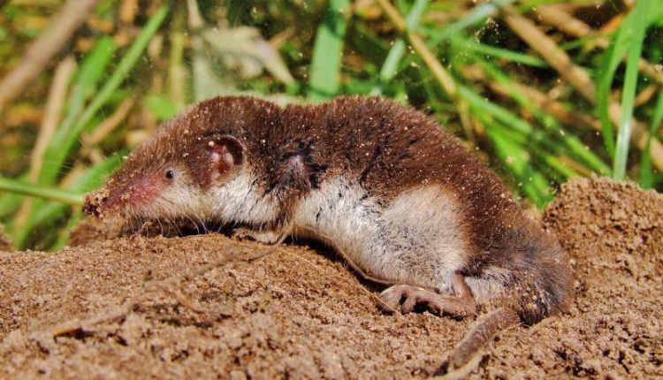 حشره‌ خور دو رنگ